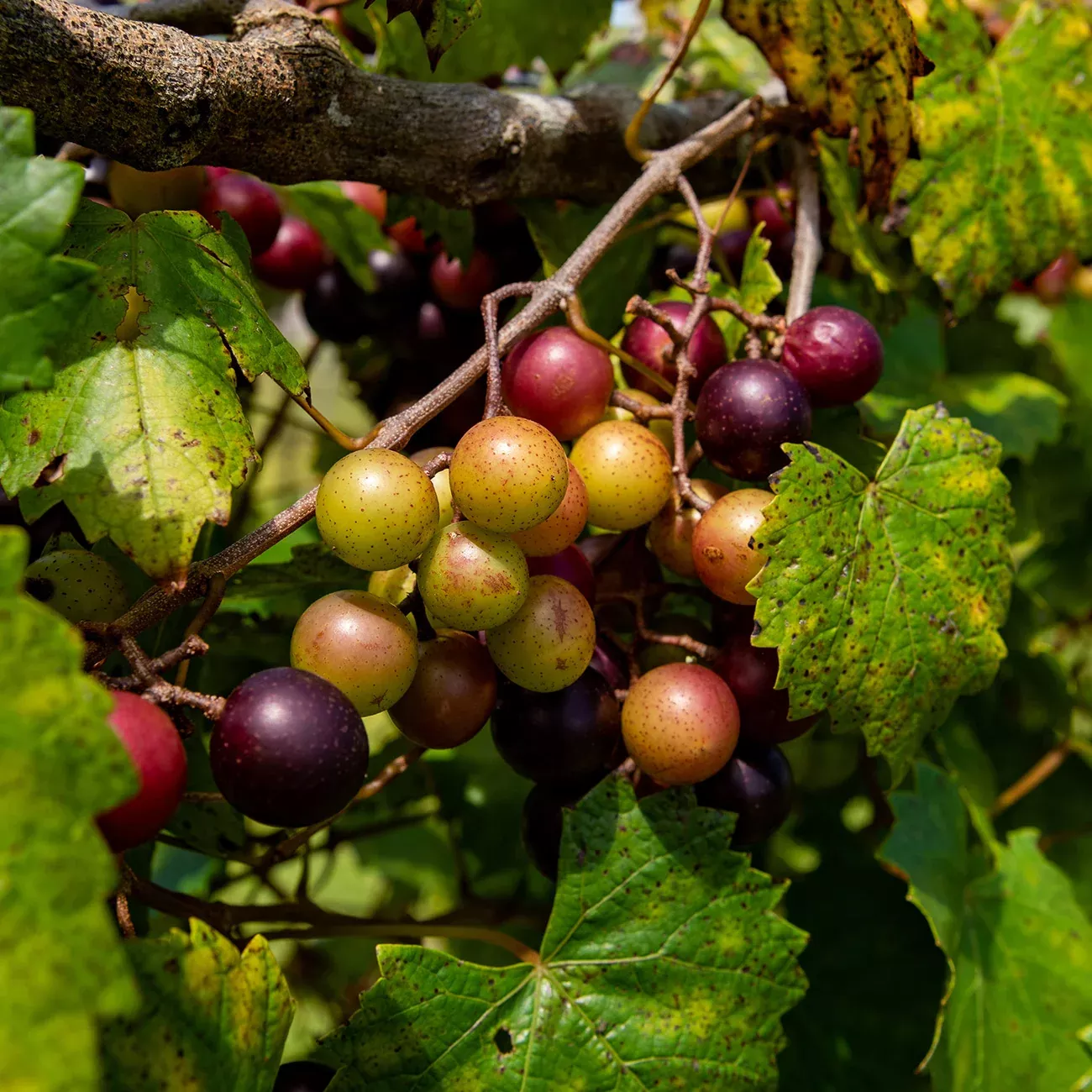 Southern Jewel Muscadine Grape Vine Shrub