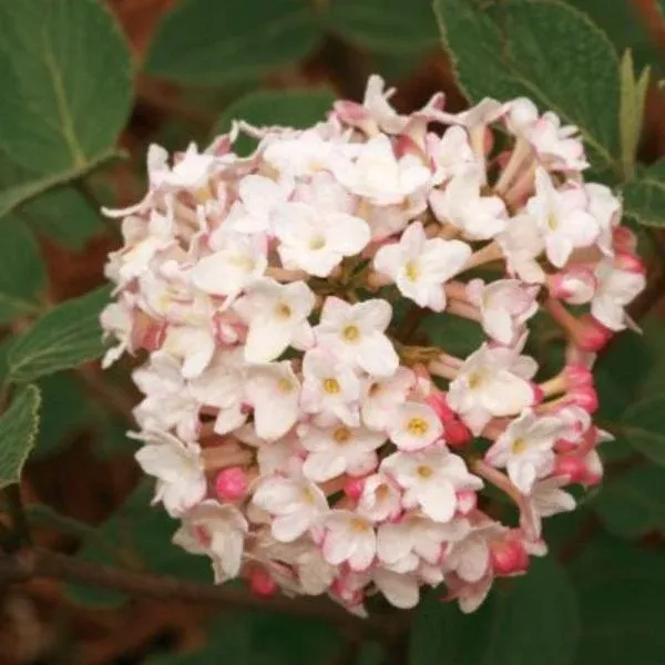 Spice Baby™ Korean Spice Viburnum