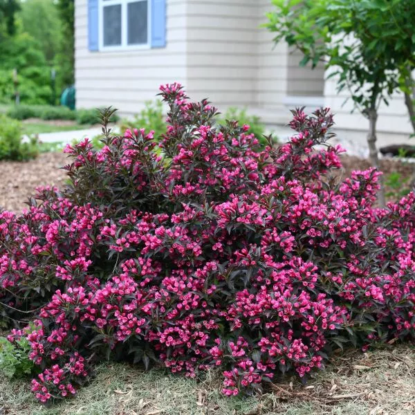 Spilled Wine Weigela