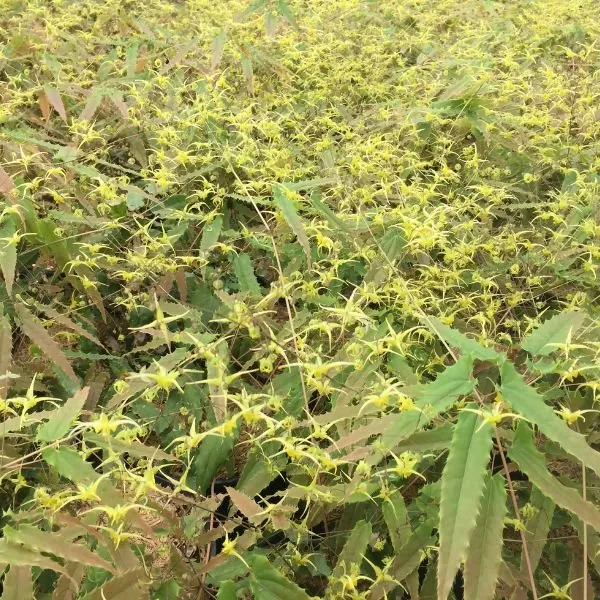 Spine Tingler Barrenwort