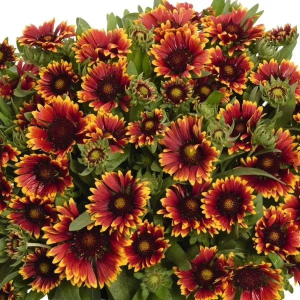 SpinTop Orange Halo Blanket Flower