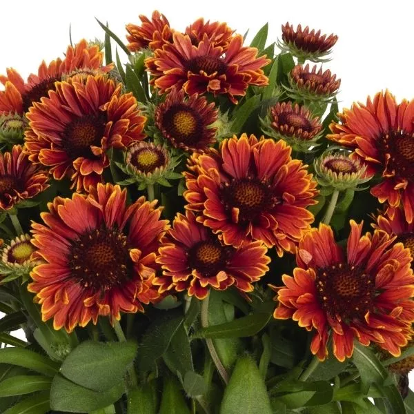 SpinTop™ Yellow Touch Gaillardia