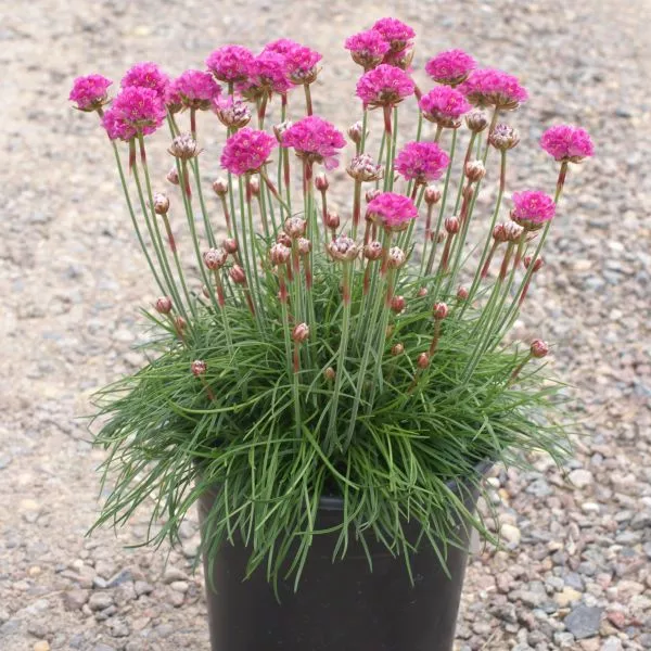 Splendens Sea Thrift