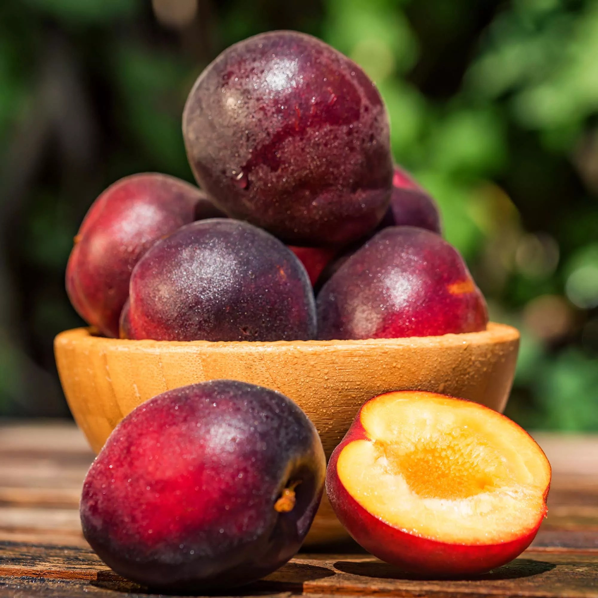 Spring Satin Plumcot Tree