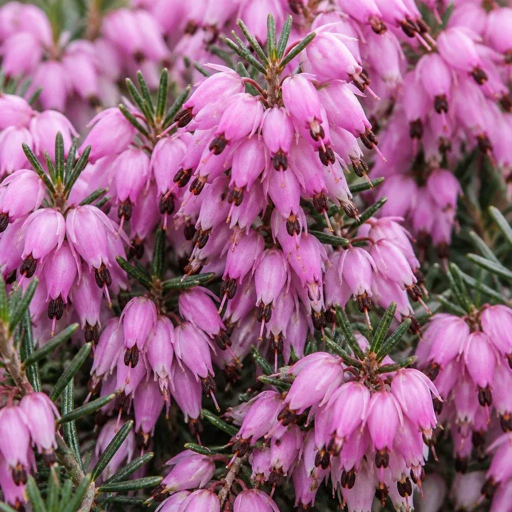 Springwood Pink Winter Heath