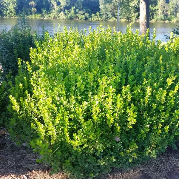 Sprinter Boxwood