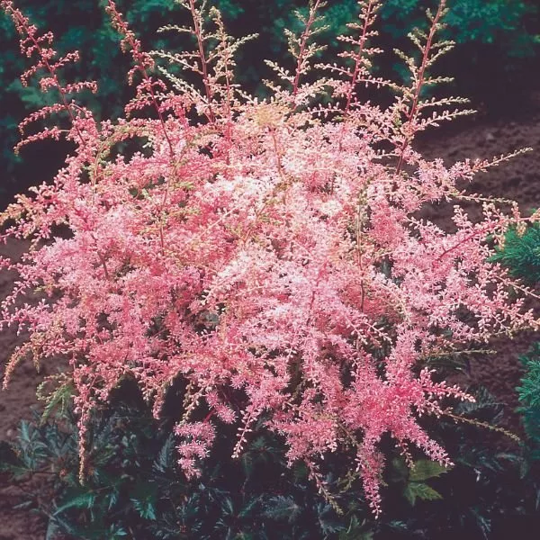 Sprite Dwarf Astilbe