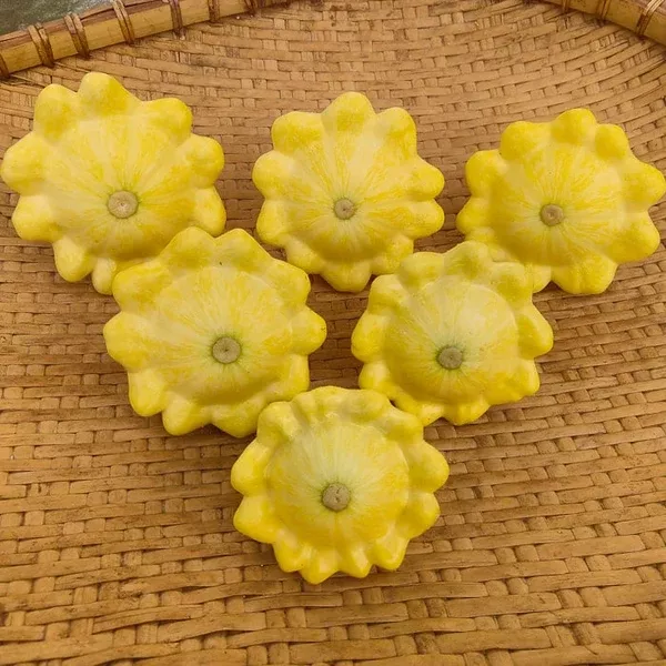 Squash, Summer 'Patisson Golden Marbre Scallop' (Cucurbita pepo) - Seed AS