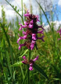 Stachys officinalis (Wood Betony) - Seed MG