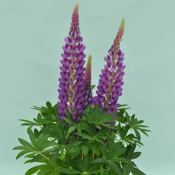 Staircase™ Blue Lupine