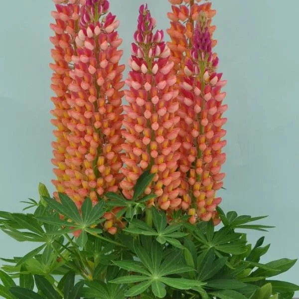 Staircase™ Orange Lupine