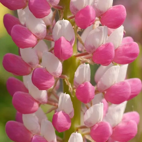 Staircase™ Rose White Lupine