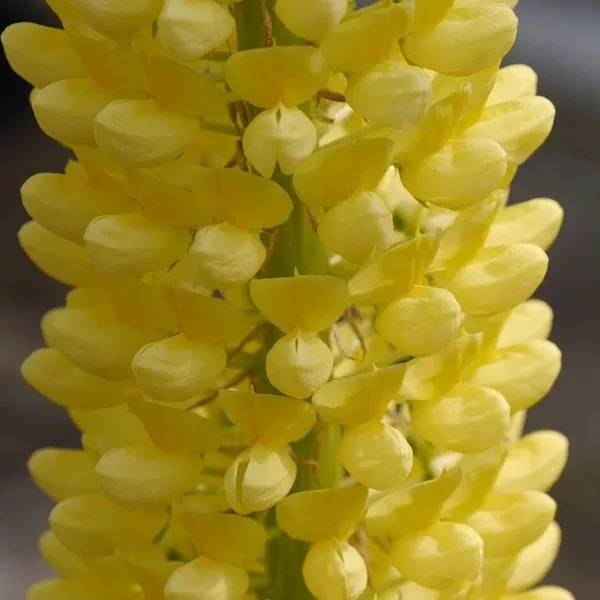 Staircase™ Yellow Lupine