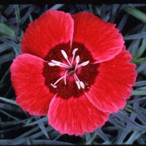 STAR SINGLE™ Eastern Star Dianthus
