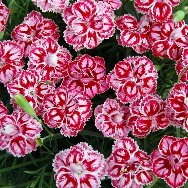 Star™ Starburst Dianthus