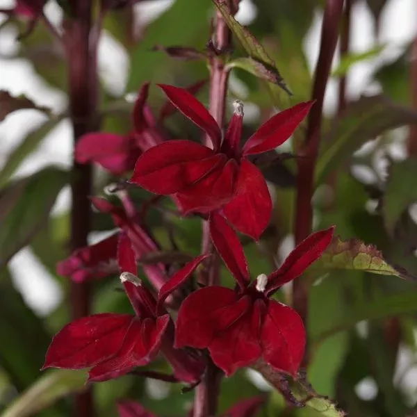 Starship™ Burgundy Cardinal Flower