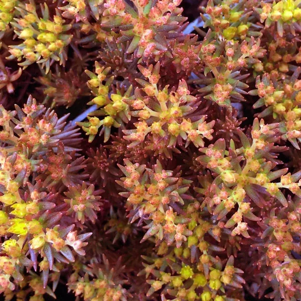 Stonecrop 'Chocolate Ball' (Sedum hakonense)