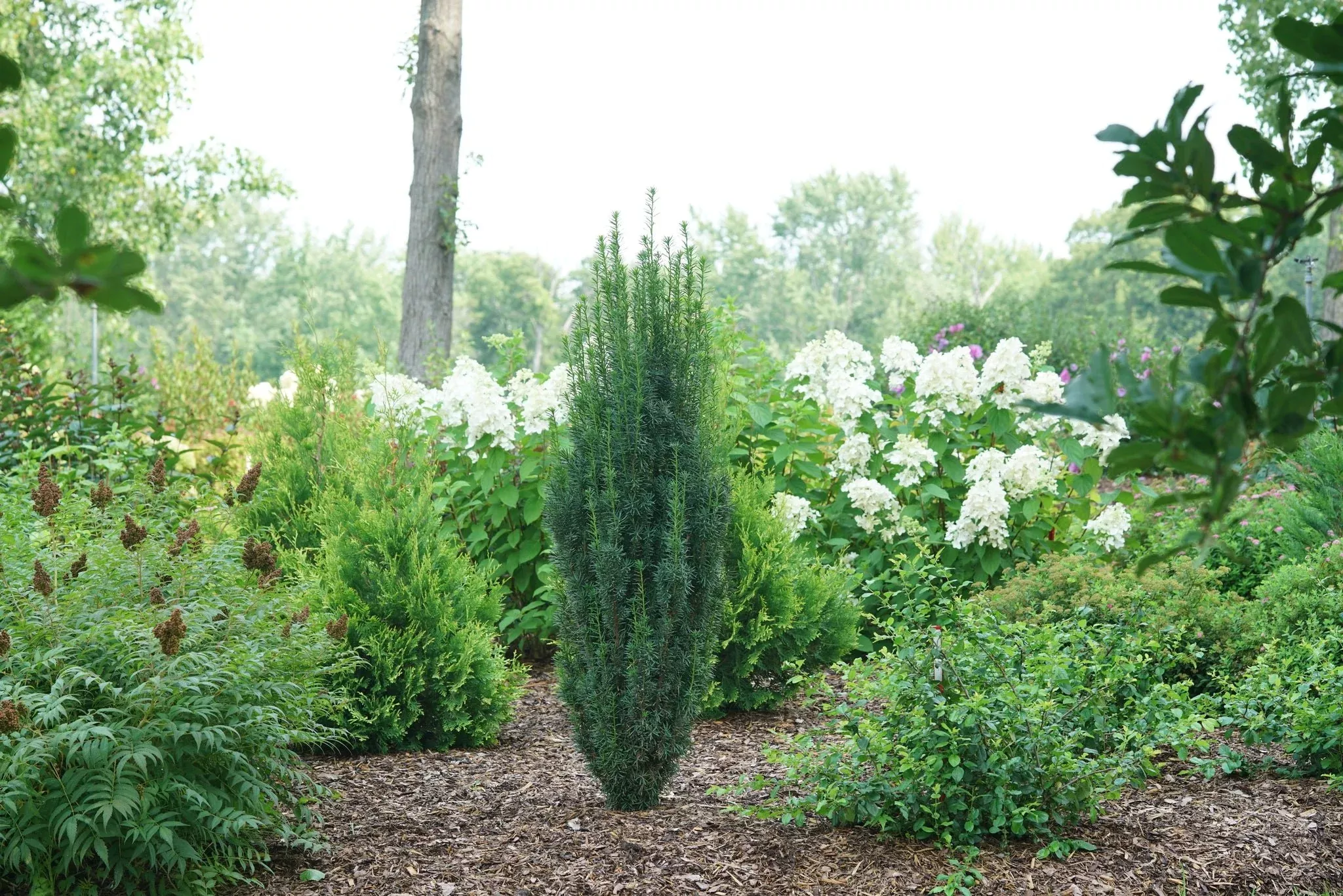 Stonehenge Yew