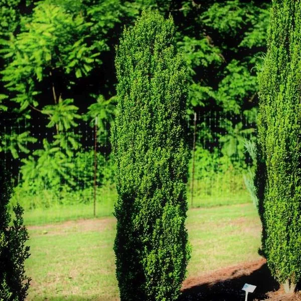 Straight & Narrow Japanese Holly