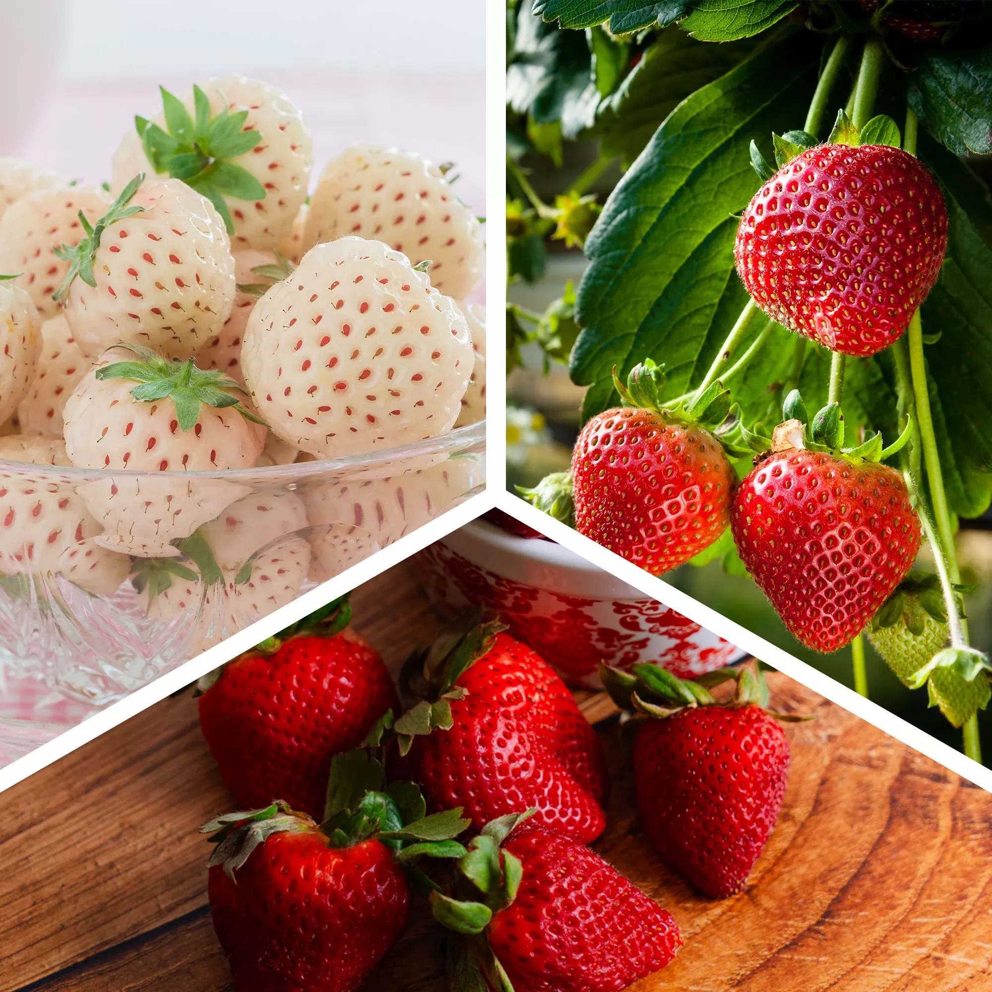 Strawberry Variety Pack