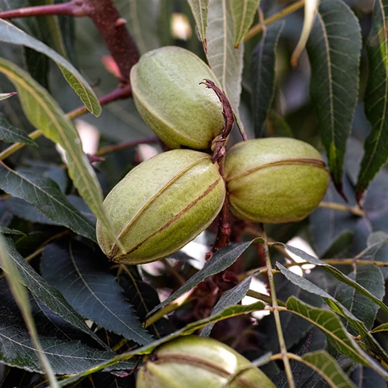Stuart Pecan Tree | Type 2 Pollinator