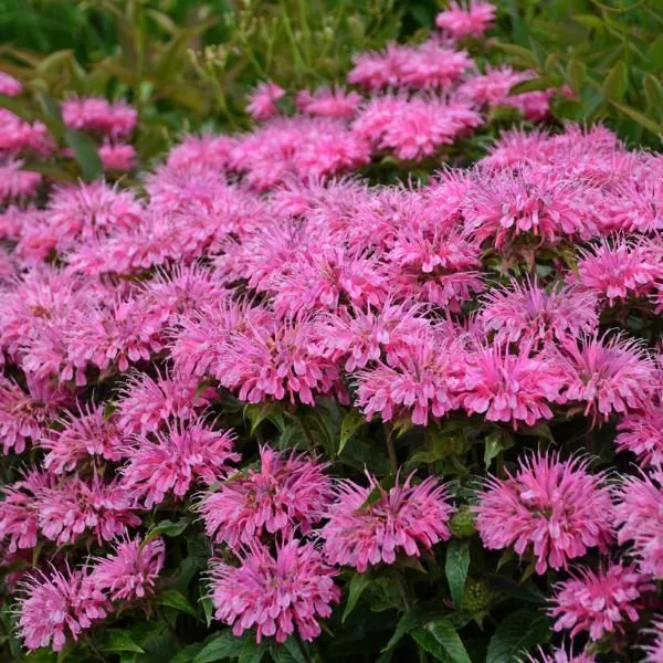 Sugar Buzz Bubblegum Blast Bee Balm