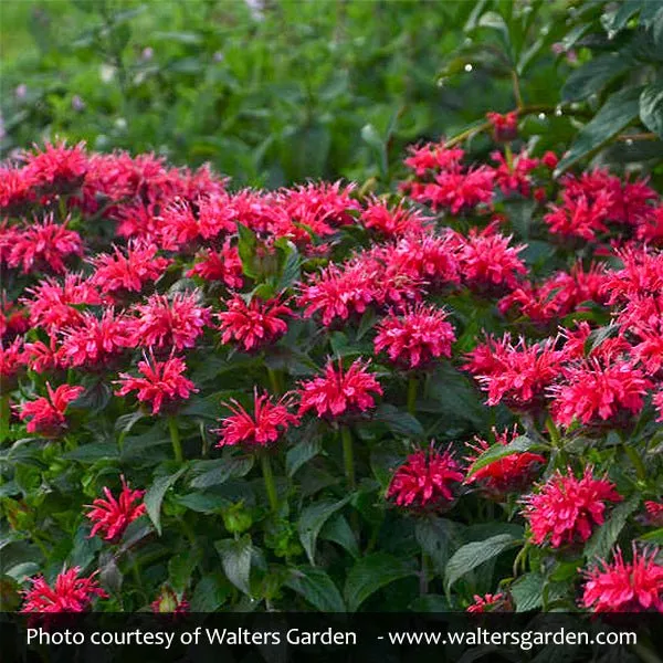 SUGAR BUZZ Cherry Pops Bee Balm