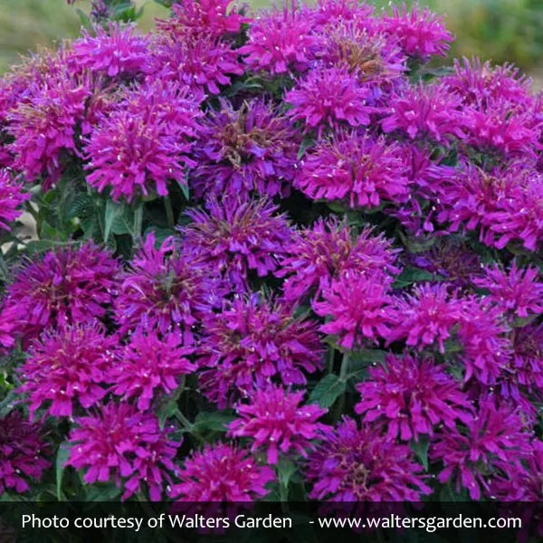 SUGAR BUZZ Grape Gumball Bee Balm