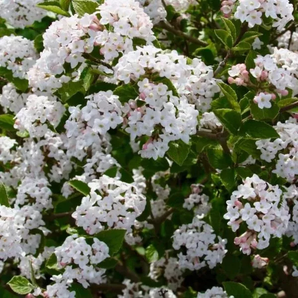 Sugar N' Spice™ Korean Spice Viburnum