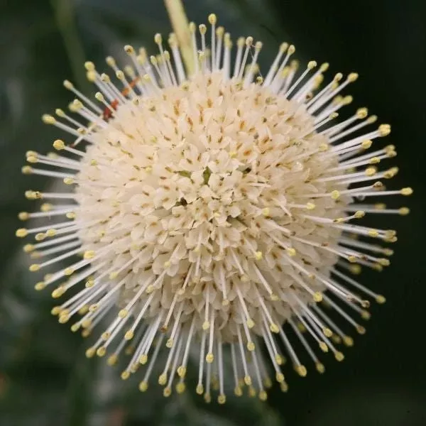 Sugar Shack Buttonbush
