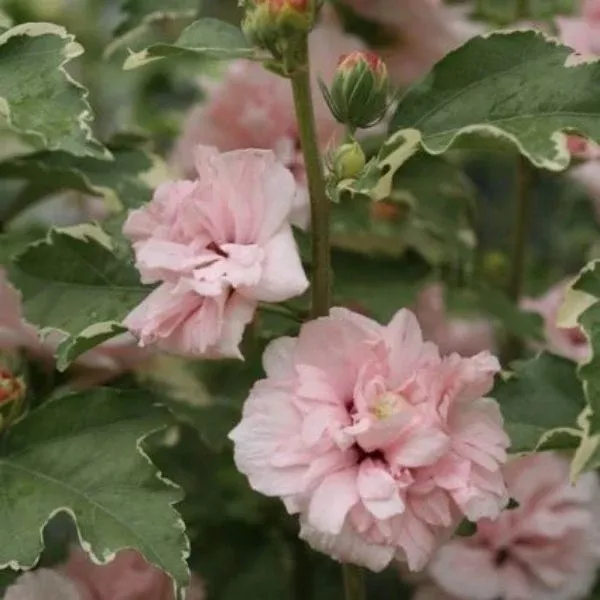 Sugar Tip Rose of Sharon
