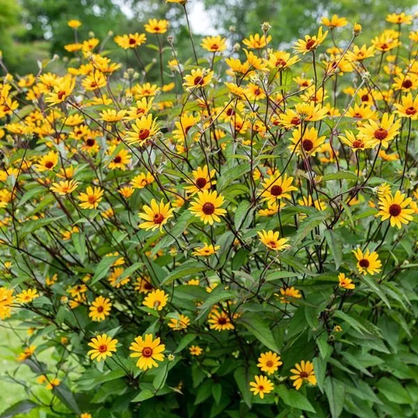 Summer Nights Sunflower Heliopsis