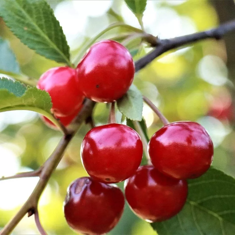 ‘Summer Sun’ Cherry Tree|Patio Tree in a 4.5L Pot|2 Year Old Tree in a 9L Pot|2 Year Old Bare Root Tree