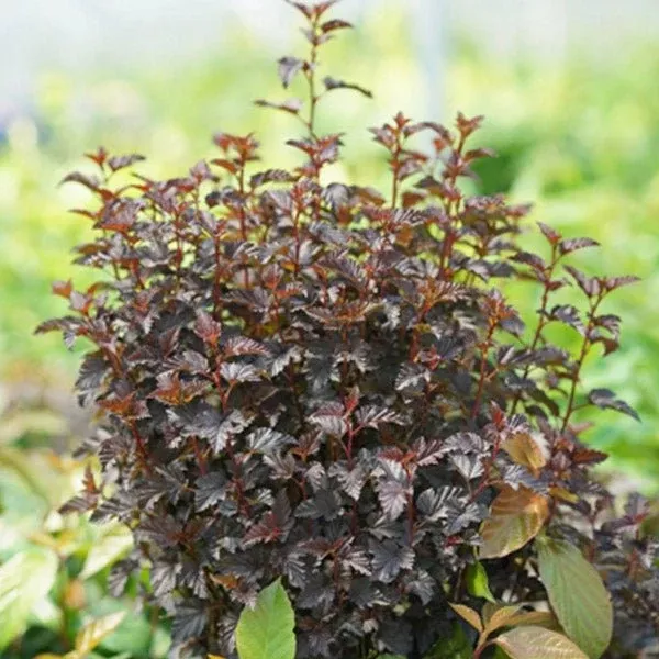 Summer Wine Black Ninebark