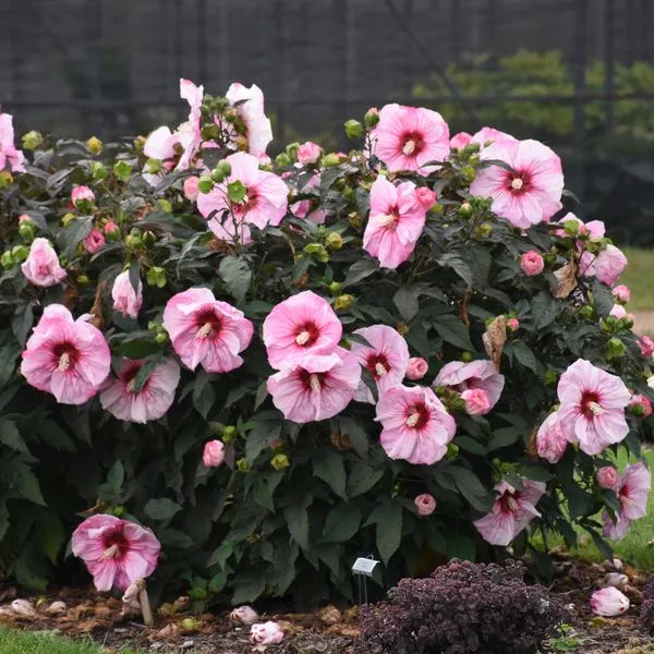 SUMMERIFIC Cherry Choco Latte Hardy Hibiscus