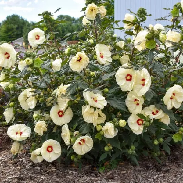 Summerific French Vanilla Rose of Sharon
