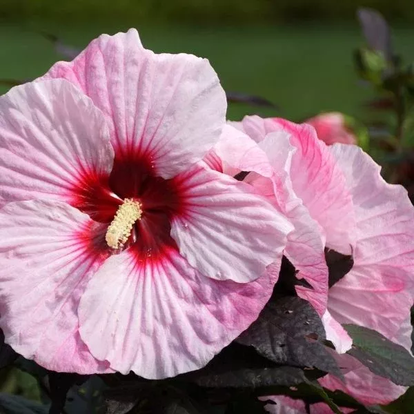 Summerific Perfect Storm Rose Mallow