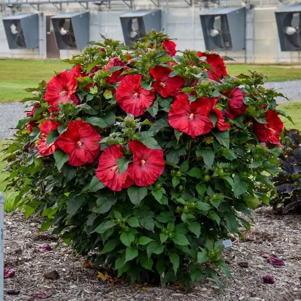 Summerific Valentine's Crush Hardy Hibiscus