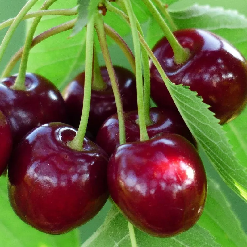 ‘Sunburst’ Cherry Tree|Patio Tree in a 4.5L Pot|2 Year Old Cordon Trained Tree in a 9L Pot|2 Year Old Tree in a 7.5L Pot|Half-Standard Air-PotGrownTree – 6/8cm Girth Trunk|2 Year Old Bare Root Tree|Standard Bare Root Tree – 8/10cm Girth Trunk|1 Year