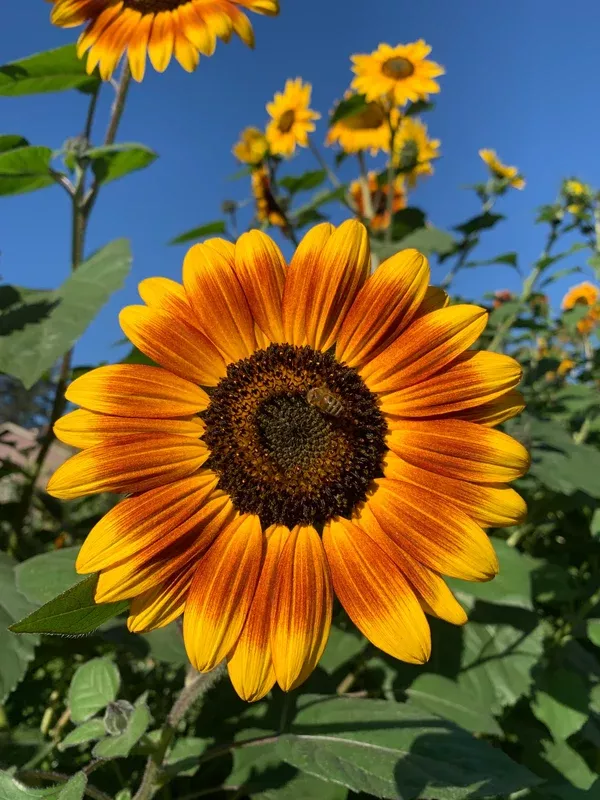 Sunflower 'Evening Sun' (Helianthus annus) - Seed RS