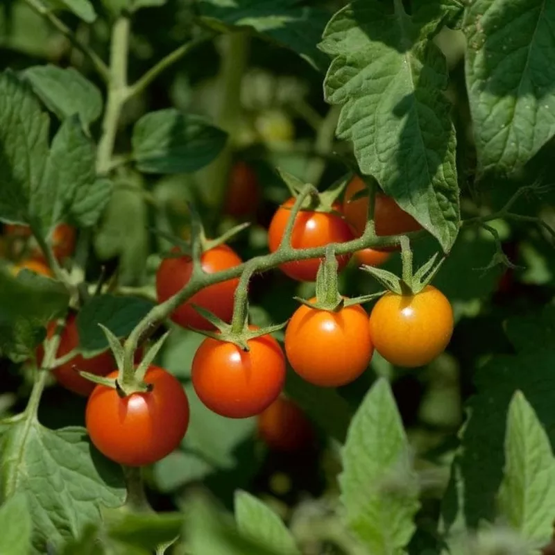 ‘Sungold’ Tomato Plants|Garden Ready Plant in an 8.5cm Pot|3 Garden Ready Plants in 8.5cm Pots