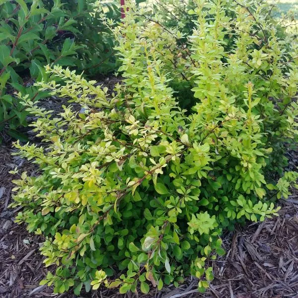 Sunjoy Citrus Barberry