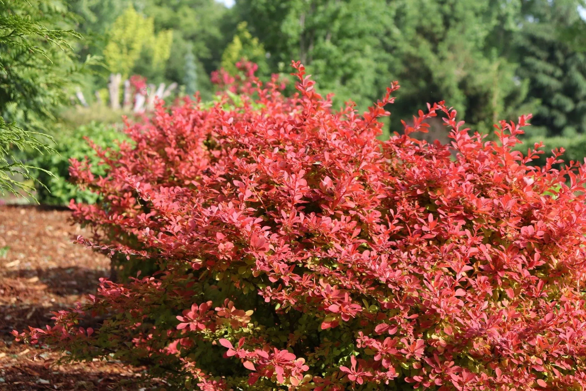 Sunjoy Fast Neo Barberry