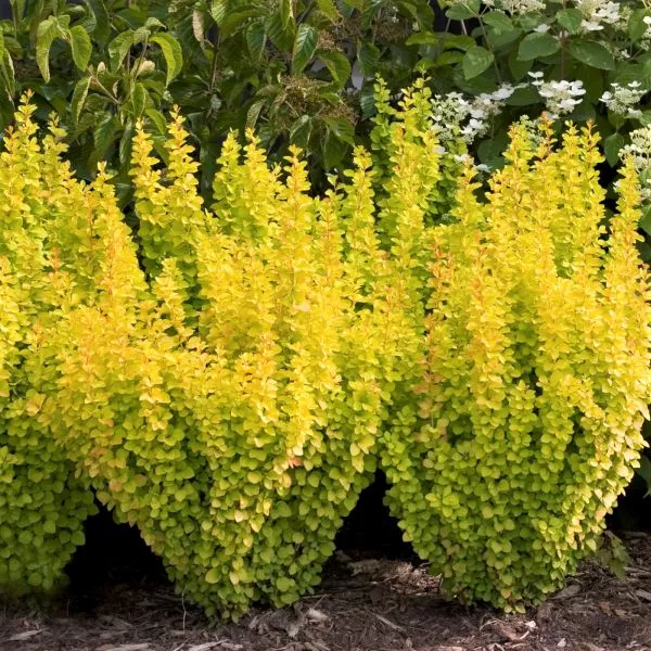 Sunjoy Gold Pillar Barberry