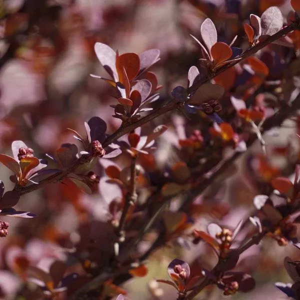 Sunjoy Mini Maroon Barberry