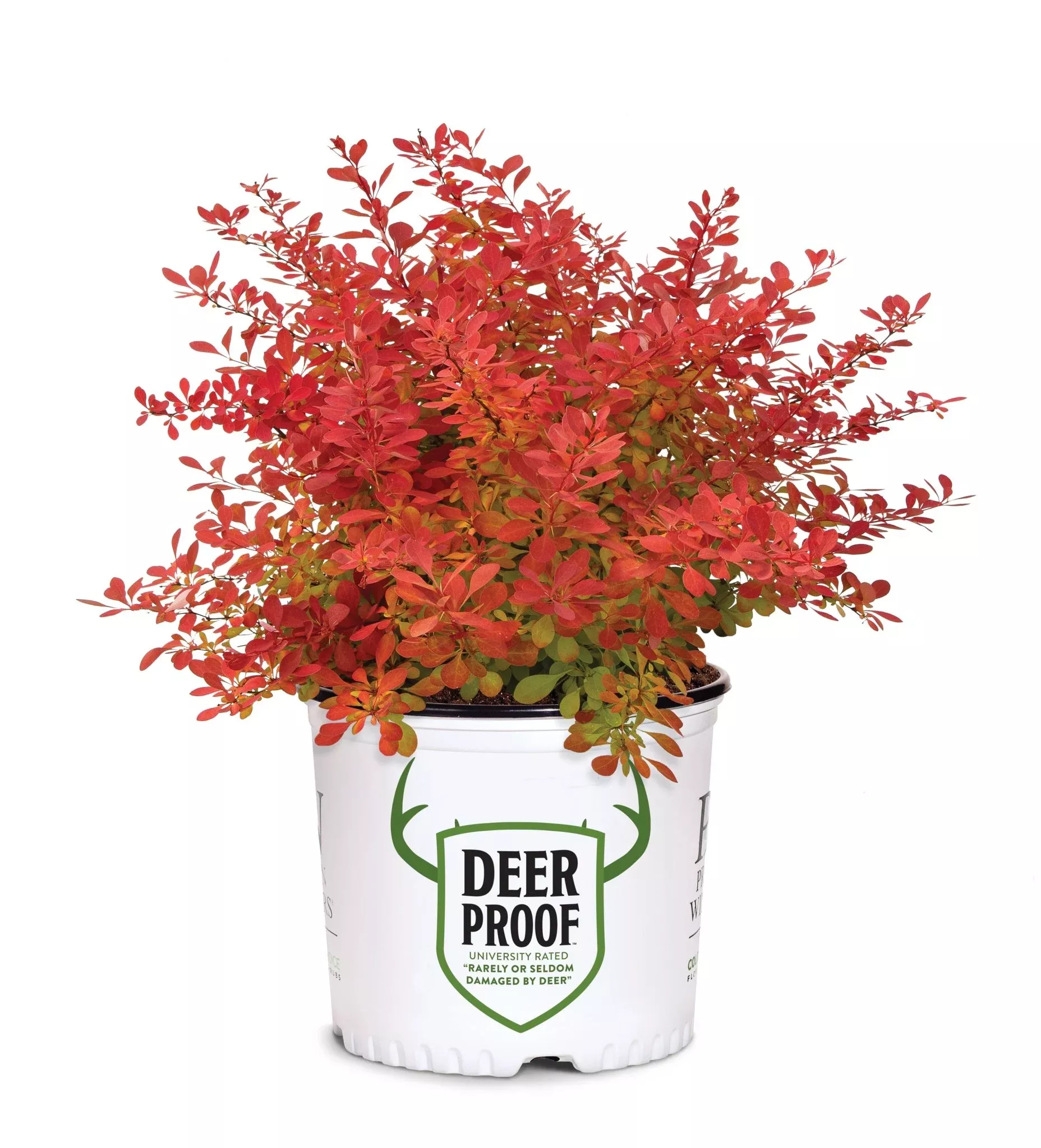 Sunjoy Neo Barberry