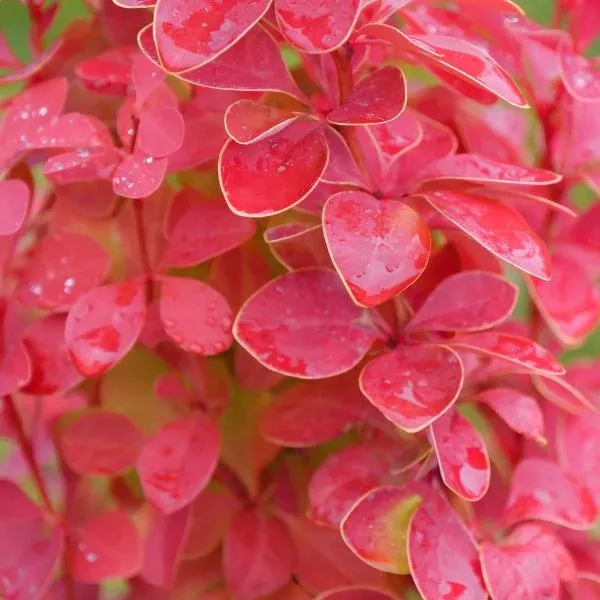 Sunjoy Orange Pillar Barberry