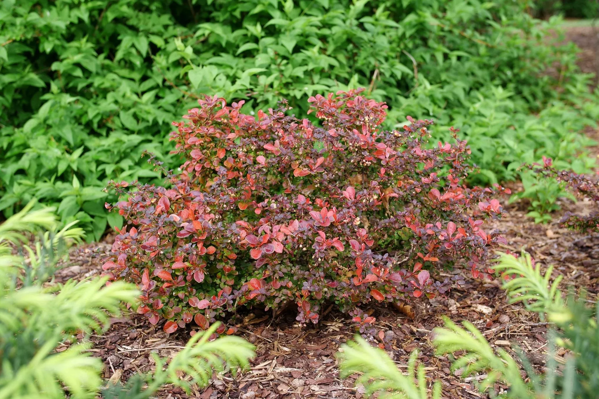 Sunjoy Really Red Barberry