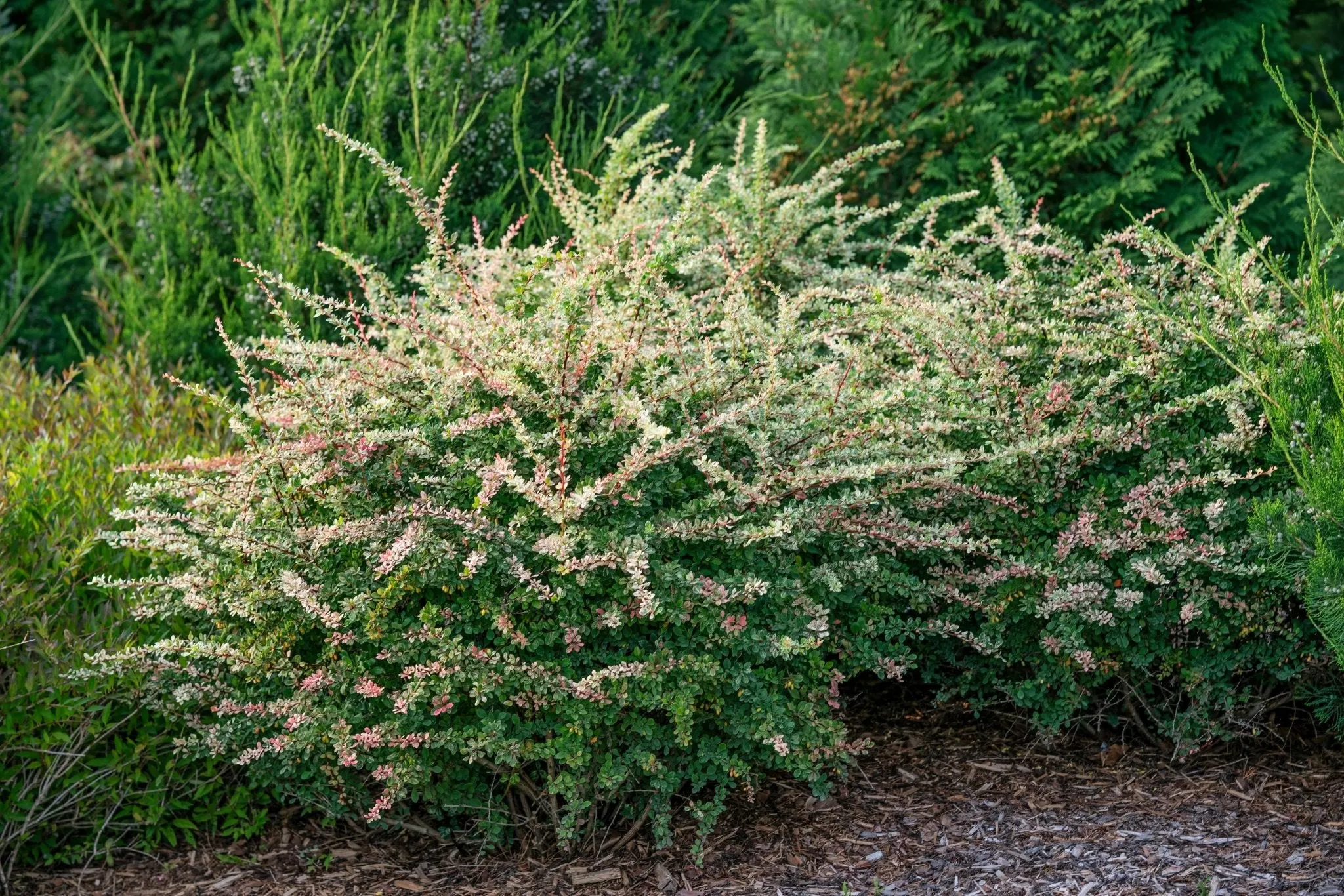 Sunjoy Sequins Japanese Barberry