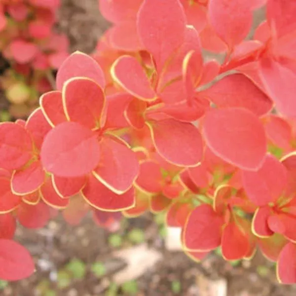 Sunjoy Tangelo™ Barberry